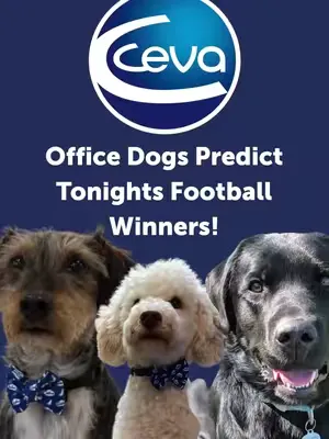 ⚽🐶 The predictions are in... The Ceva office dogs have sniffed out their final score prediction for tonight's England 🏴󠁧󠁢󠁥󠁮󠁧󠁿 vs Argentina 🇦🇷 showdown! 👀 Will their paws prove to be spot on, or are th