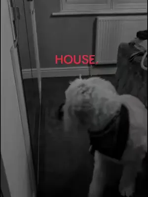 Eddie vs the Vacuum is never a good combo🫣 #dogsoftiktok #dogproblems 
