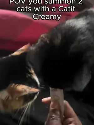 POV you summon 2 cats with a Catit Creamy 😜 The purrfect way to hydrate your cat and give them a protein rich snack! #catitusa #tongueouttuesday #cattreat