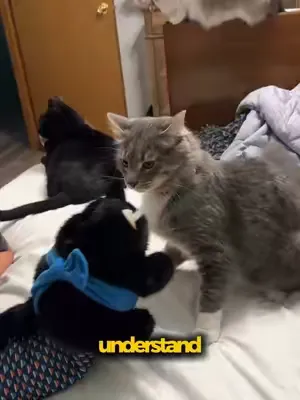 No one said it’s easy to entertain a cat  #cattok #cats #catsoftiktok #catlover #catsumo