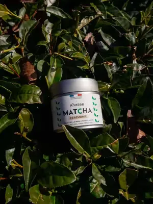 Et vous, vous saviez ce qu’est un cultivar ? 👀 Parce que oui, tous les matchas ne se valent pas… Le cultivar change tout : du goût à la couleur… et même l’expérience ! On vous explique tout 🌱 #anataem