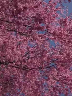 🌸 This is not a drill!! 🌸 The first cherry blossoms of the season have started to bloom in Central Park. These Okame cherry trees are one some of the earliest cherry species to bloom, and their deep p