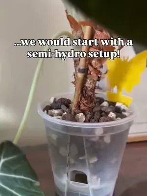 Why We Switched to Semi-Hydro 🌿 If we had to start over with plants today… we would choose semi-hydro from day one 🫣🪴 . Click the link in my BIO.. #Sybotanica #planttok #semihydro #semihydroponics #pl