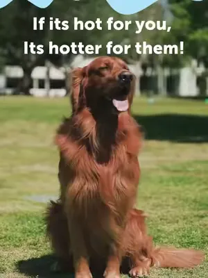 Heatwave days call for extra care to keep your dog cool, comfortable, and calm. 🐶☀️ Here are 4 simple ways to help them beat the heat: 1. Walk early & late: choose cooler times of day and stick to sha