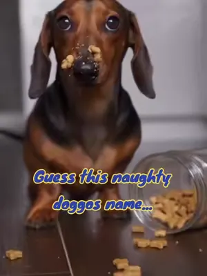 Guess this naughty Dachshunds name... #dogsoftiktok #dachshund #sausagedog #funnydogs #doglover 