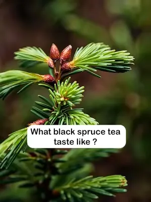 What is the taste of black spruce tea? #blackspruce #spurce #tea #herbaltea