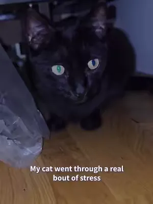 A new home can feel like a big adventure 🐱💜 New smells, new spaces, new routines - but with a little reassurance, it can quickly start to feel like home. Support their transition with FELIWAY Optimum 