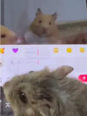 Phone (4a) Hamster scratch test. 