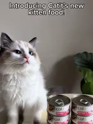 We’ve teamed up with @CatitCanada to try their NEW Catit Recipes Kitten Entrées! Each can is packed with essential nutrients for healthy growth — and Nova is clearly obsessed! 💕 #CatitRecipes #kittens