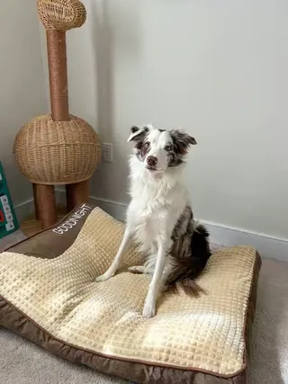 Some dogs choose the couch. Others choose comfort on a higher level 🤎🐾 Our Cushion is designed to give dogs a soft, supportive place to fully relax — perfect for naps, stretching out, and cozy moments