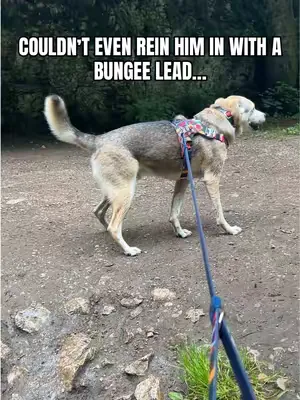 Is this a dog equvilent of a bungee jump…😂 #dog #dogs #rescue