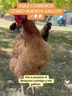 Esto lo cambió todo para las gallinas!