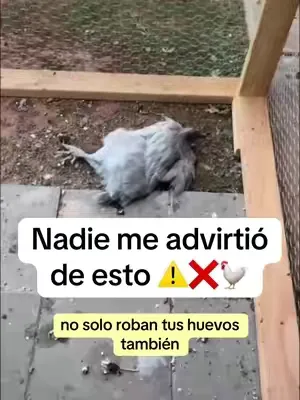 Mándale esto a cada dueño de gallinas que conozcas