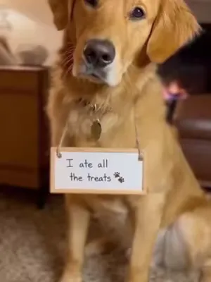 Rocko is a greedy little pup... #dogsoftiktok #dogtreats #grainfree #doglover #funnydogs 