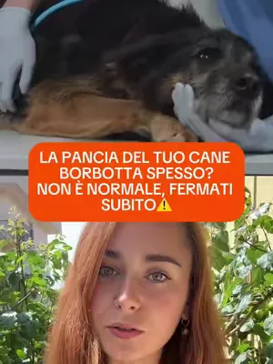 Trovi il probiotico digestivo al link in bio 🛍️🧡🐶 #integropet #probioticodigestivo #cani #amiciaquattrozampe #animali 