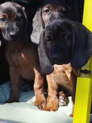 Cuteness overload, but also a demonstration of how our cooling mattress fits perfectly in most standard dog crates. 🐾 #PAIKKA #dogsoftiktok #puppytok