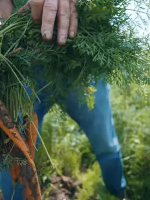 You asked for sharper prices on your favourite fresh veggies… so we made it happen 🥕🌽 Fresh, crisp, and straight from NZ farms 🌽🥕 Northwood Supa Centa, Christchurch and 808 North Road, Invercargill st