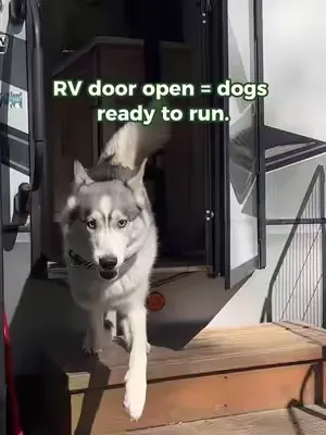 The First Thing We Set Up After Parking the RV 🐾 The RV door opens, and the dogs are ready to go. These hinged panels quickly turn the space beside our RV into a contained dog yard—so they can stay cl