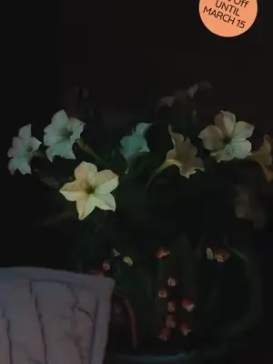 Last chance to get discounted Light Bio bioluminescent petunias! They're a fairy tale come to life. Experience the magic of living light. #LightBio #FireflyPetunia #GlowingPlants #Bioluminescence #Pla