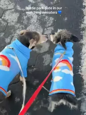 the cutest rainbow sweater perfect for curing the winter blues 