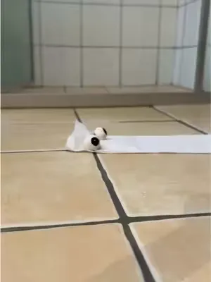 NOOOOOOOOO #ToiletPaper #WhoGivesACrap