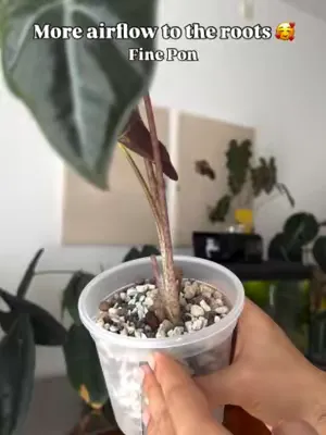 Why Semi-Hydro Works So Well for Alocasias 🌿 We often get asked why we prefer semi-hydro for Alocasias — and honestly, it just fits the way they grow 🌱✨ . Click the link in my BIO.. #Sybotanica #plant