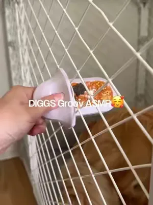 I could listen to this all day 🤭 #diggs #diggspet #asmr #groov #dogenrichment #cratetraining 