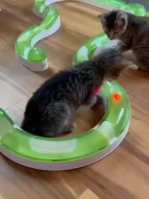 ⏰ Reset your FYP with some kitten playtime with Catit Senses Circuit 😻 #catitusa #kittenseason #kittenplaytime #cattoy