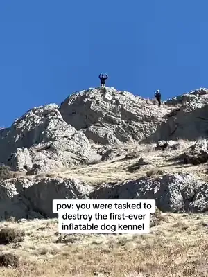 What should we try next? 😅 #diggstravelkennel #fyp 