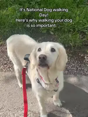 Happy National Dog Walking day from closer pets!🐾 Here’s our favourite reasons why walking your furry friend is so important 🐶 #nationaldogwalkingday #pettok #dogsoftiktok #dogwalking 