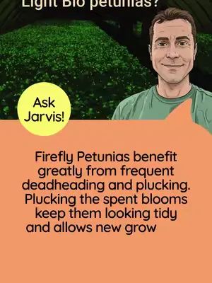 This week we're talking deadheading your petunias! And insights from Jarvis on deadheading other varieties of ornamentals. #LightBio #FireflyPetunia #GlowingPlants #Bioluminescence #Plants #Flowers