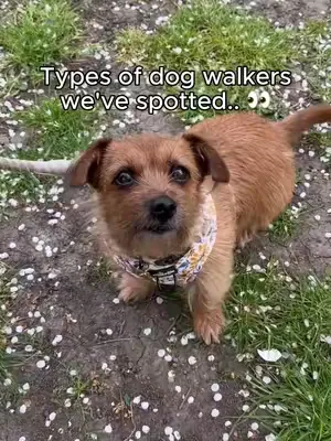 Be honest, which dog walker are you? 👀 #scrumbles #dogs #dogwalk #dogsoftiktok #norfolkterrier