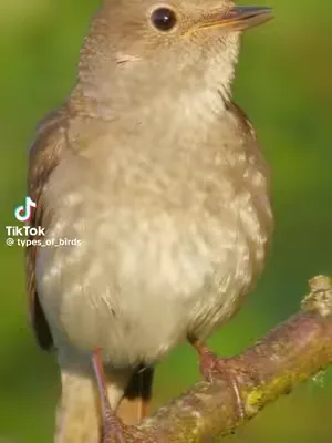 Wondering why birdsong feels so blissfully calming? 🕊️ Turns out, our nervous systems are finely tuned to this natural symphony. Over thousands of years, birdsong has become a signal of safety—no pred