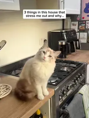 This house isn’t big enough for both of us! 🏡 3 things that stress me out at home! #calmcat #feliway #anxiouscat #petanxiety #catanxiety #feliwayoptimum