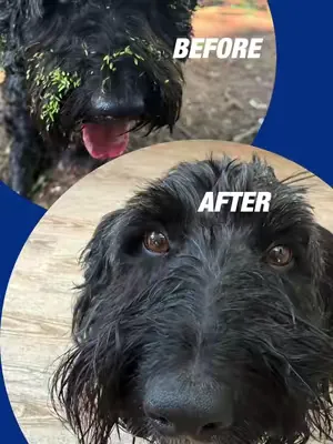 🌿 Grass seed season is here! After every summer walk, it's worth giving your dog's coat a quick once-over. Grass seeds can easily become trapped in fur, especially around the paws, ears and between th
