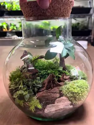 A rainforest at home ☺️ full guide. 