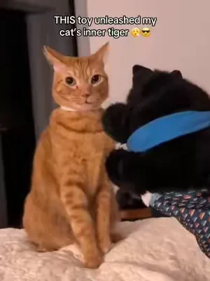 Inner lion unlocked 🦁 #cattok #cattoys #catsoftiktok #cats #catsumo