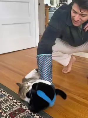 Spin the zoomie! 🔄⚡️ @KLEIO  #catlife #cattok #catsoftiktok #cattoys #catsumo