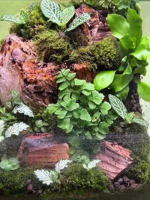 Lovely centrepiece in this one. ASMR terrarium 👁️👁️