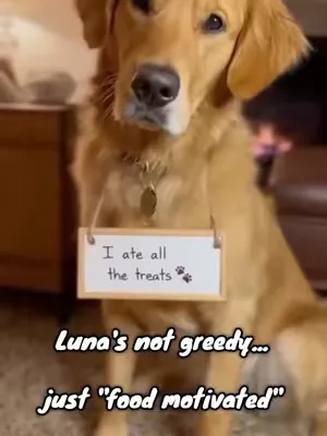 Meet Luna - the most food-motivated golden retriever on the planet 🐾 #goldenretriever #dogsoftiktok #funnydogs #dogtok #doglover 