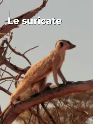 Un parfum à la française