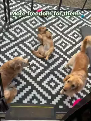 The RV Dog Zone We Never Camp Without 🐶🏕️ More freedom for them. Less leash stress for us. This setup keeps our dogs close and comfortably contained right beside the RV. Check the link to build your o