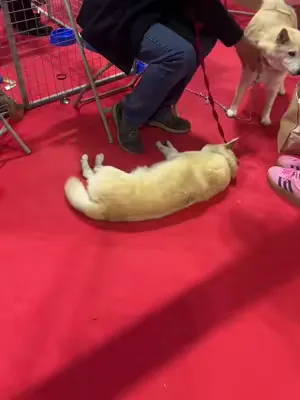 For some, it is never not nap time!  #fashiondog #dog #dogsofinstagram #dogmodel #dogfashion #instadog #dogs #dogoftheday #doglover #doglovers #dog #Dog #dogsoftiktok #dogs #doglover #dogsofttiktok #d