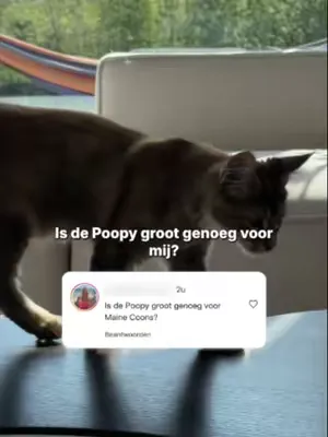 Is de Poopy geschikt voor maine coones? Wij vroegen het Fiona (main coone) en haar ouders :) #poopy #getpoopy #kattenbak #kat