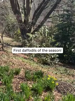 Welcome to spring in Central Park! 🌱 🌼 We tracked down a few highlights from this spring so far... including our first blooming daffodils of the season! What signs of spring have you spotted in NYC? #