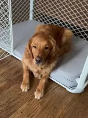 Brewer’s new throne has arrived 👑 #diggscrate #dogcrate #kingbrewer #cratetraining #puppy #goldenretriever