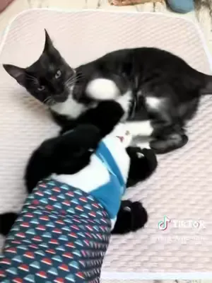 A good’ol little tussle   #cattok #catsoftiktok #catlover #cattoys #catsumo @Juni’s_World 