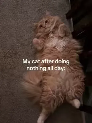 It’s a hard life 😴 #catlover #catsoftiktoks 