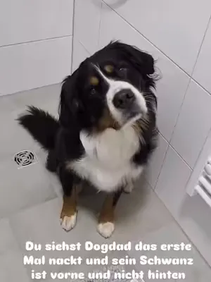 Das versteht mein Hund jetzt gar nicht 😜 #Hundeliebe #Hunde #Hundemensch #Tierliebe #Hundeliebegrenzenlos #Familienhund #Hundewelt #Hundeleben #Hundeblick