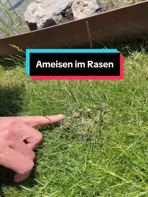 Ameisen im Rasen 🐜🚫 #rasen